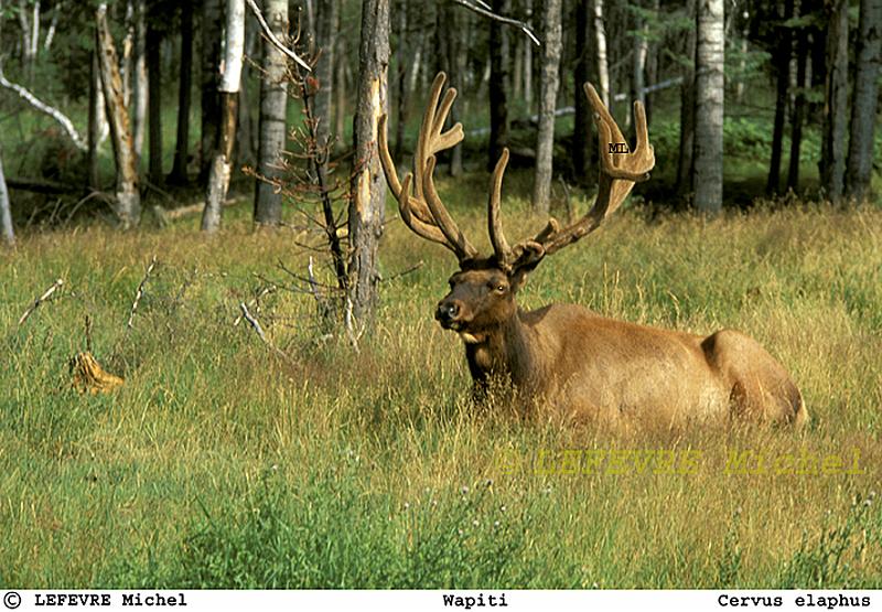 207 Wapiti.jpg - Wapiti - Cervus elaphus - Quebec - Canada